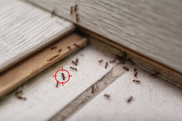 Best Mosquito Control Services  in Baldwin, MI
